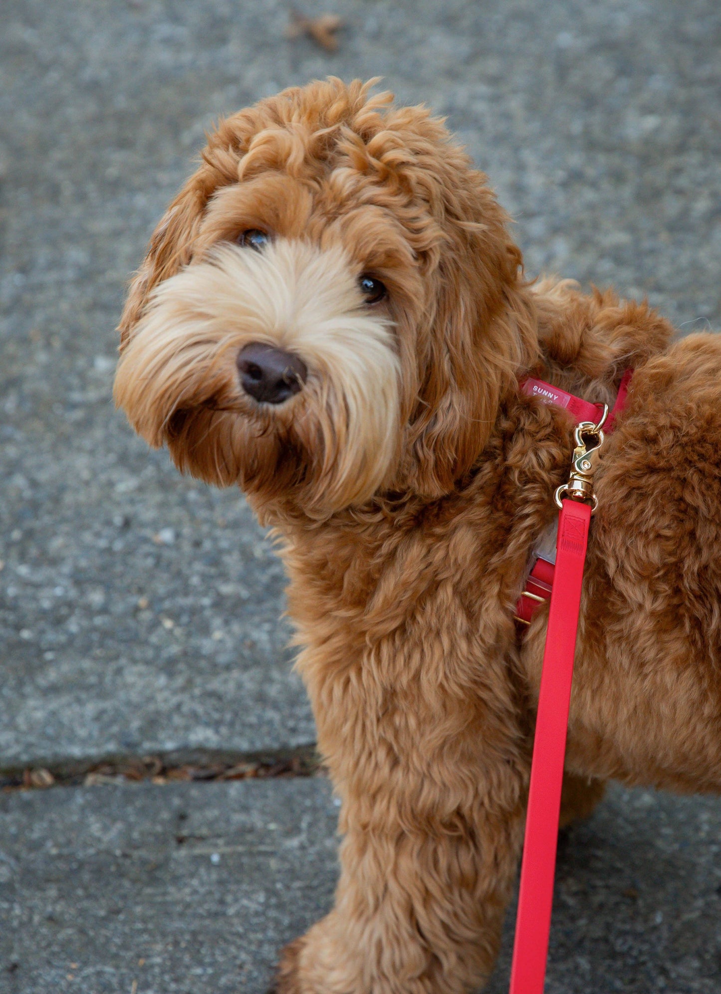 Cherry Red Cloud Lite Dog Harness