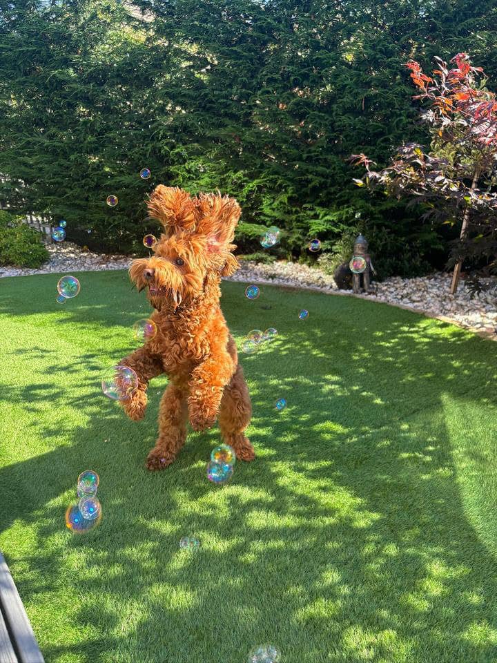 BBQ Beef Bubbles for pets