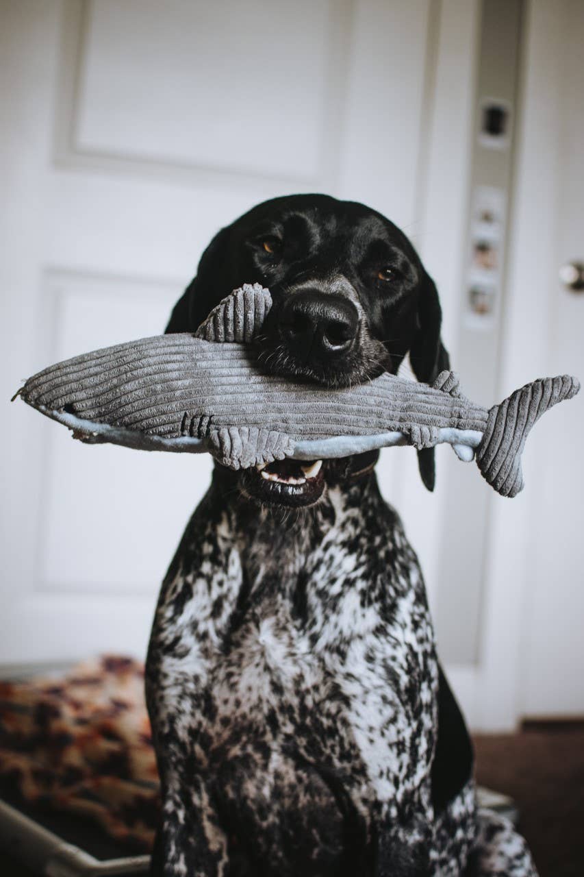 Tall Tails Crunch Plush Shark Dog Toy - 14"