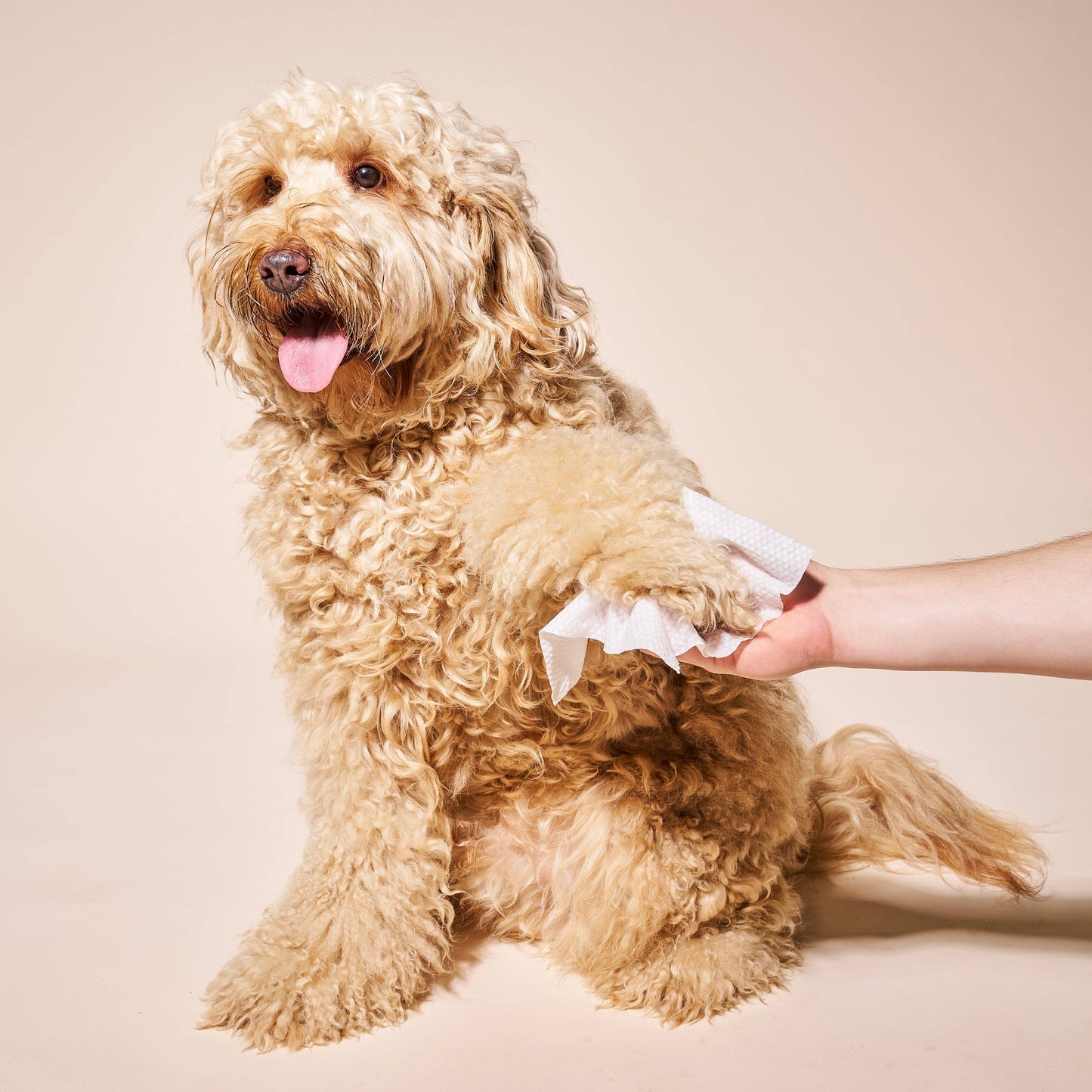 So Fresh, So Clean Probiotic Dog Wipes
