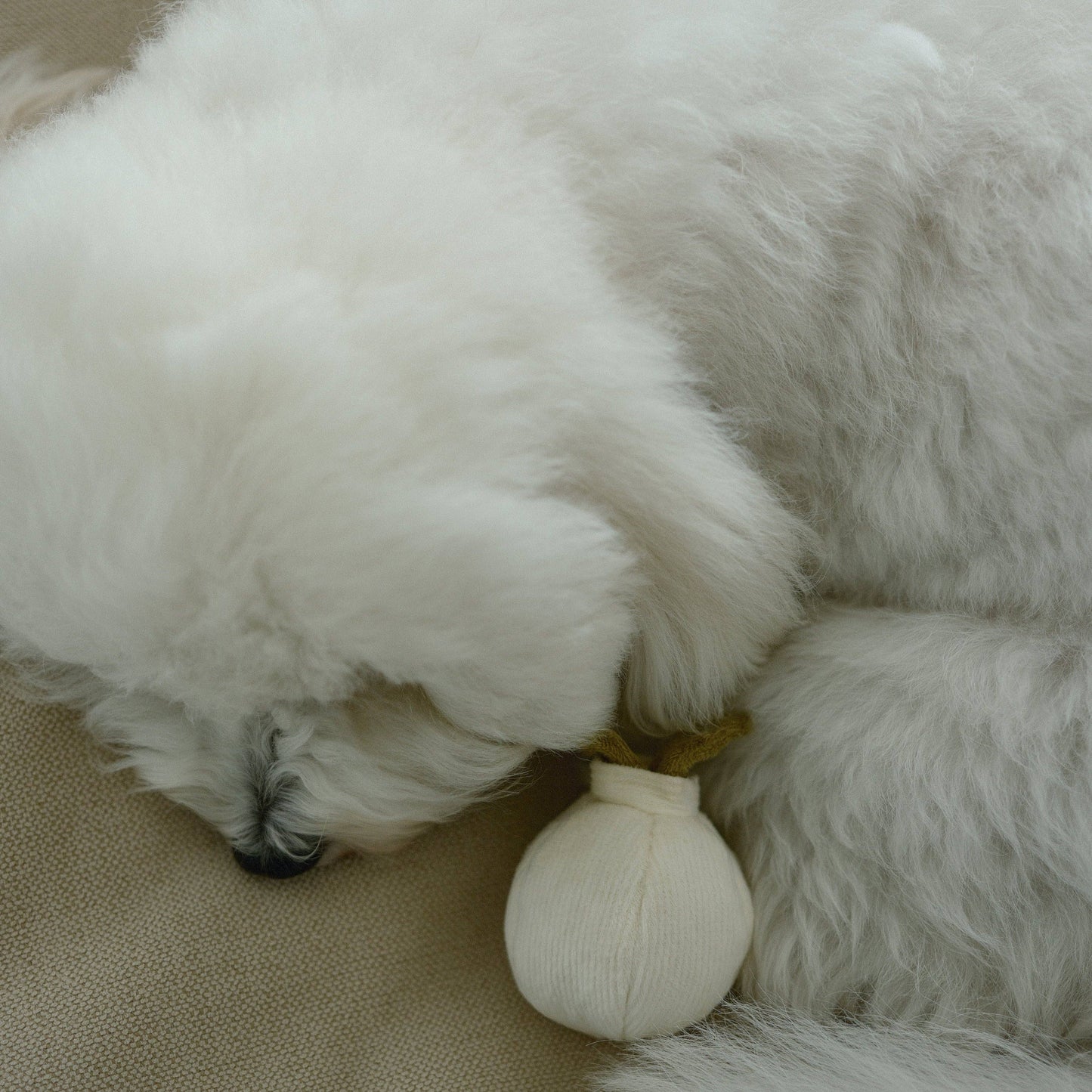 GARLIC POP//ENRICHMENT DOG TOY
