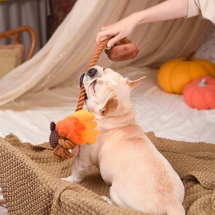 HugSmart Pet - Autumn Tailz | Autumn Acorn