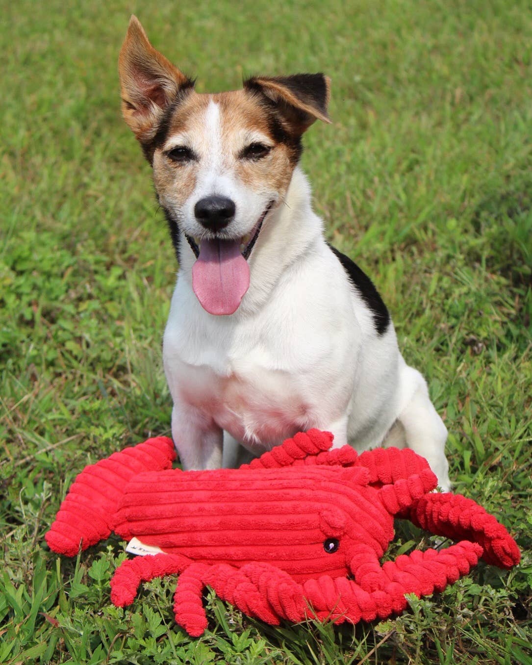 Tall Tails Crunch Plush Lobster Dog Toy - 14"