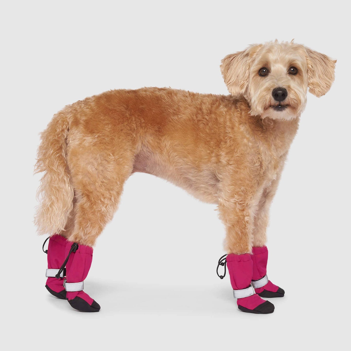 Soft Shield Boots- Dog Boots