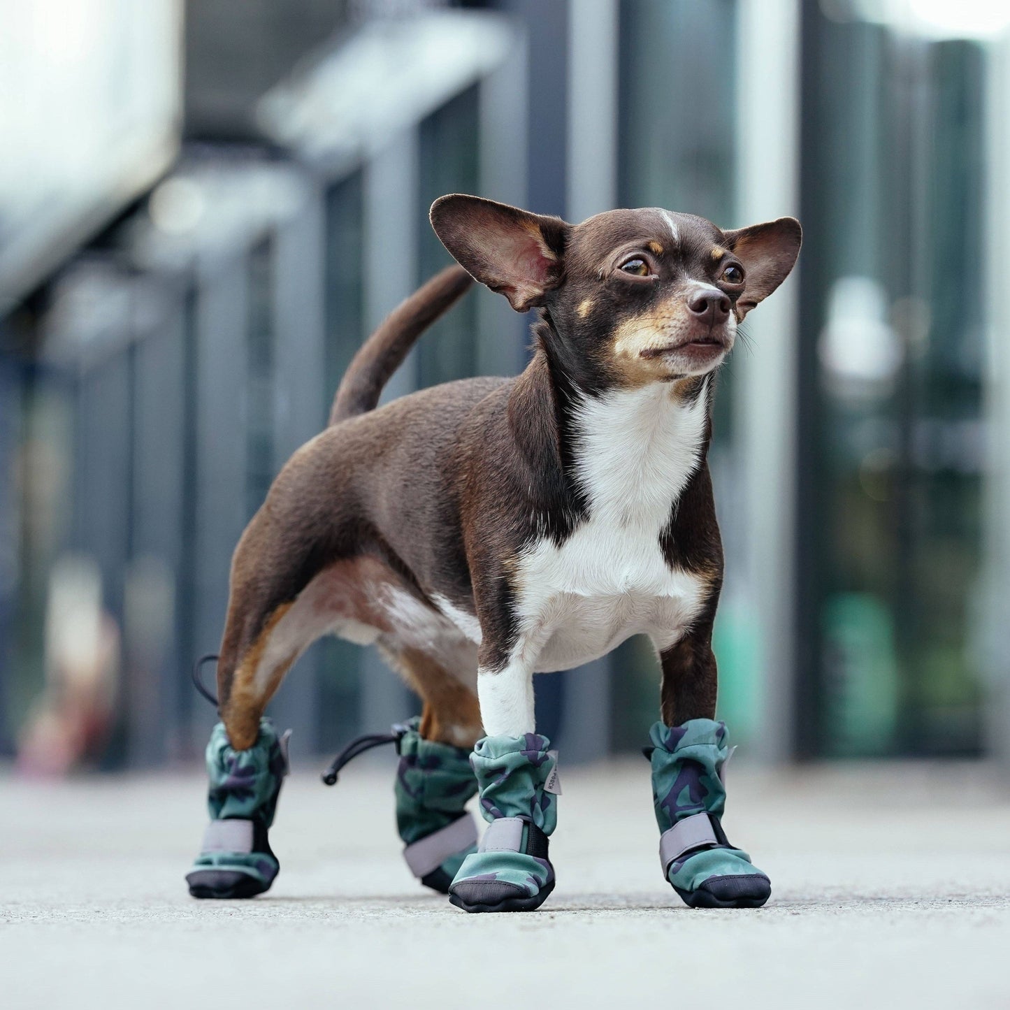 Soft Shield Boots- Dog Boots
