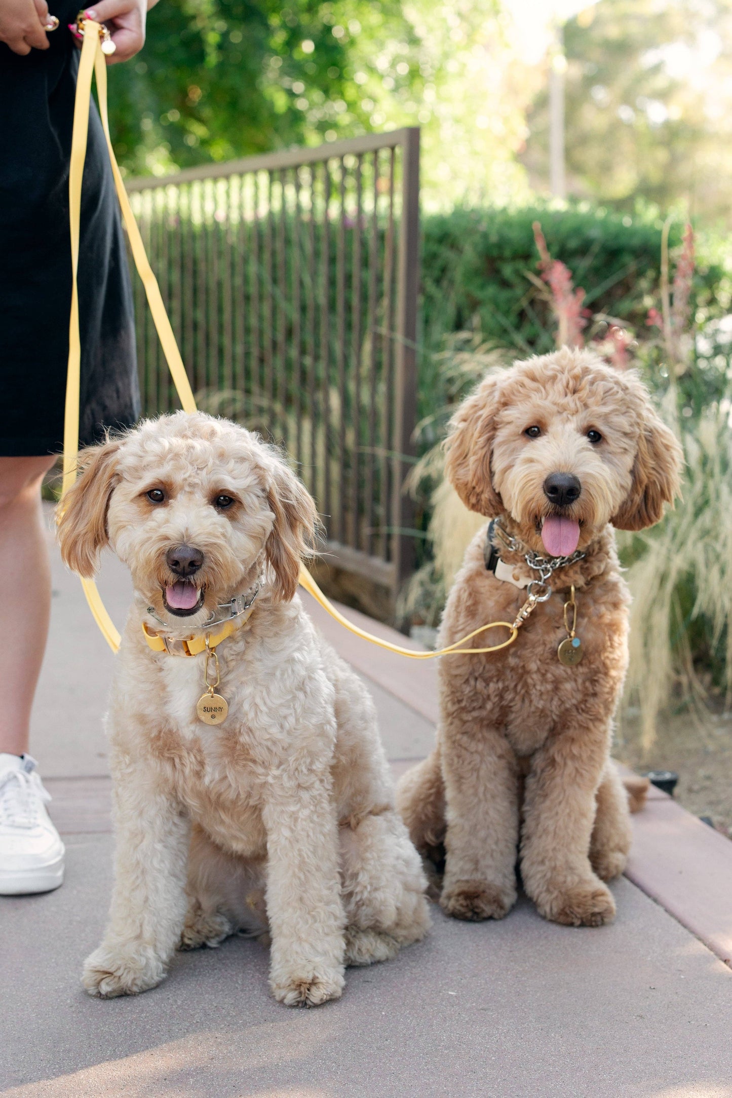 Dandelion Yellow Waterproof Dog Collar