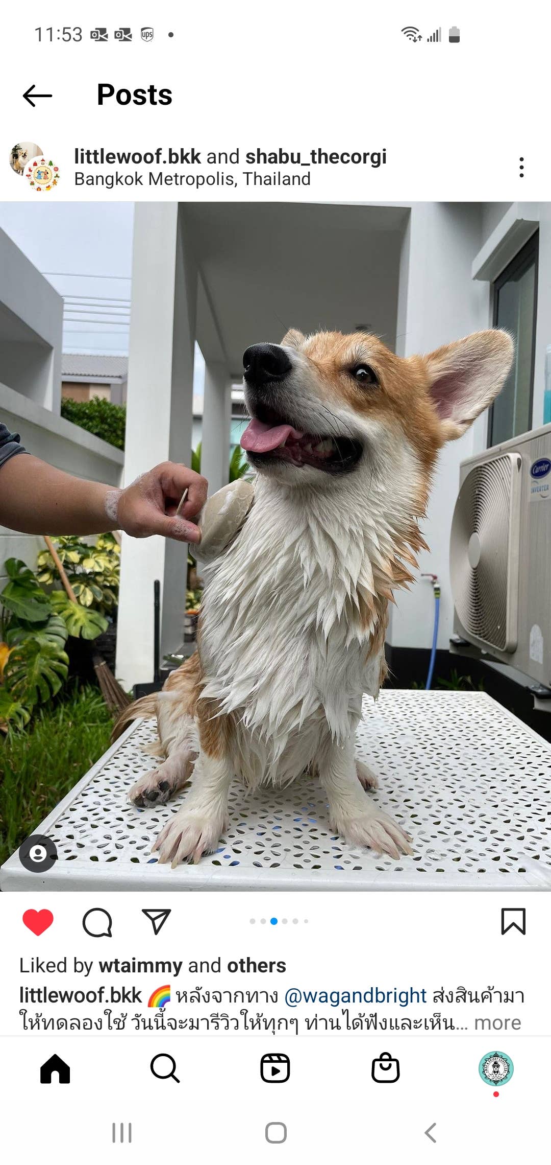 Puppy Polisher Shampoo Brush