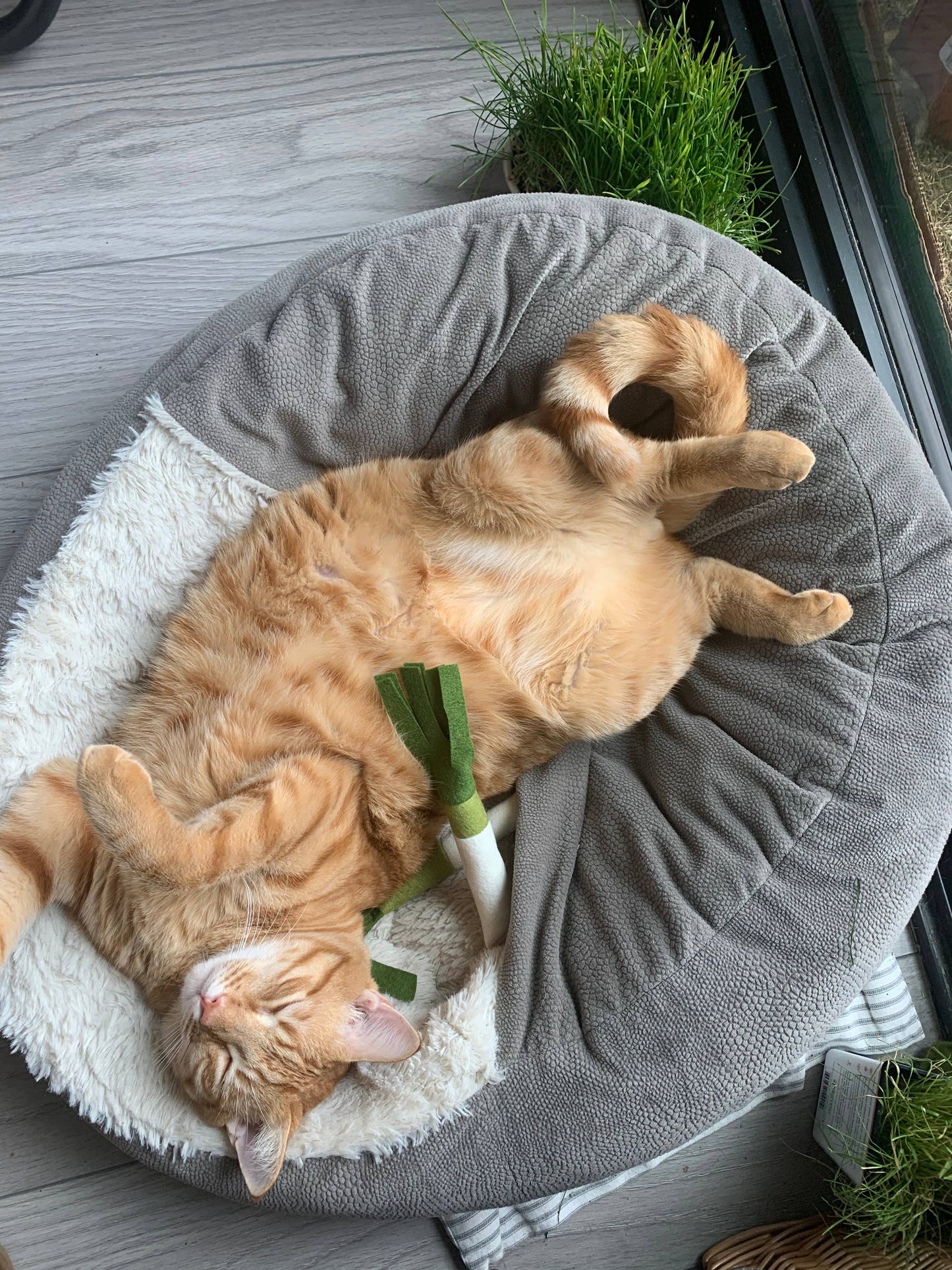 Ciao Gatto Le Petit Leek