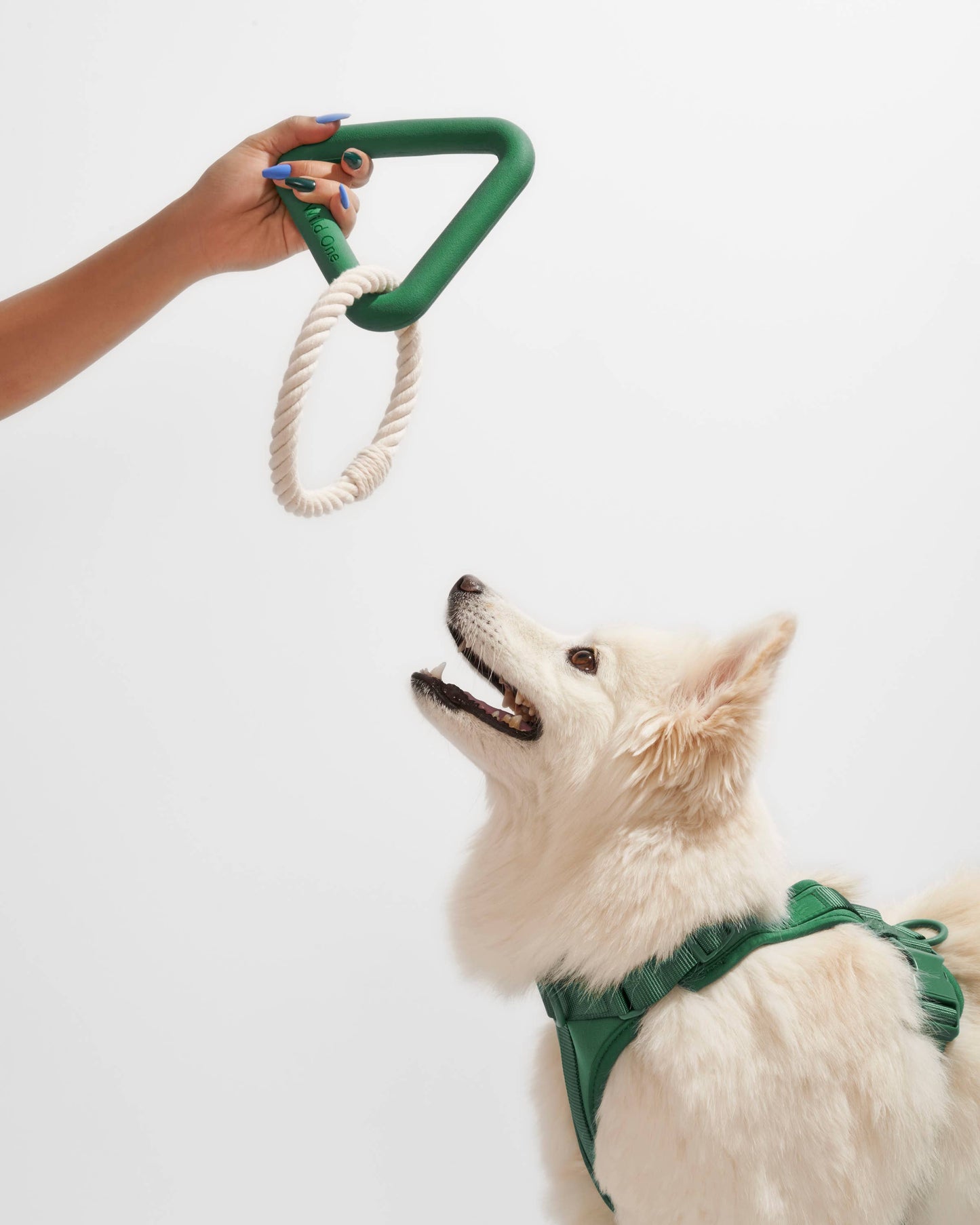 Triangle Tug Dog Chew Toy: STANDARD / Blue