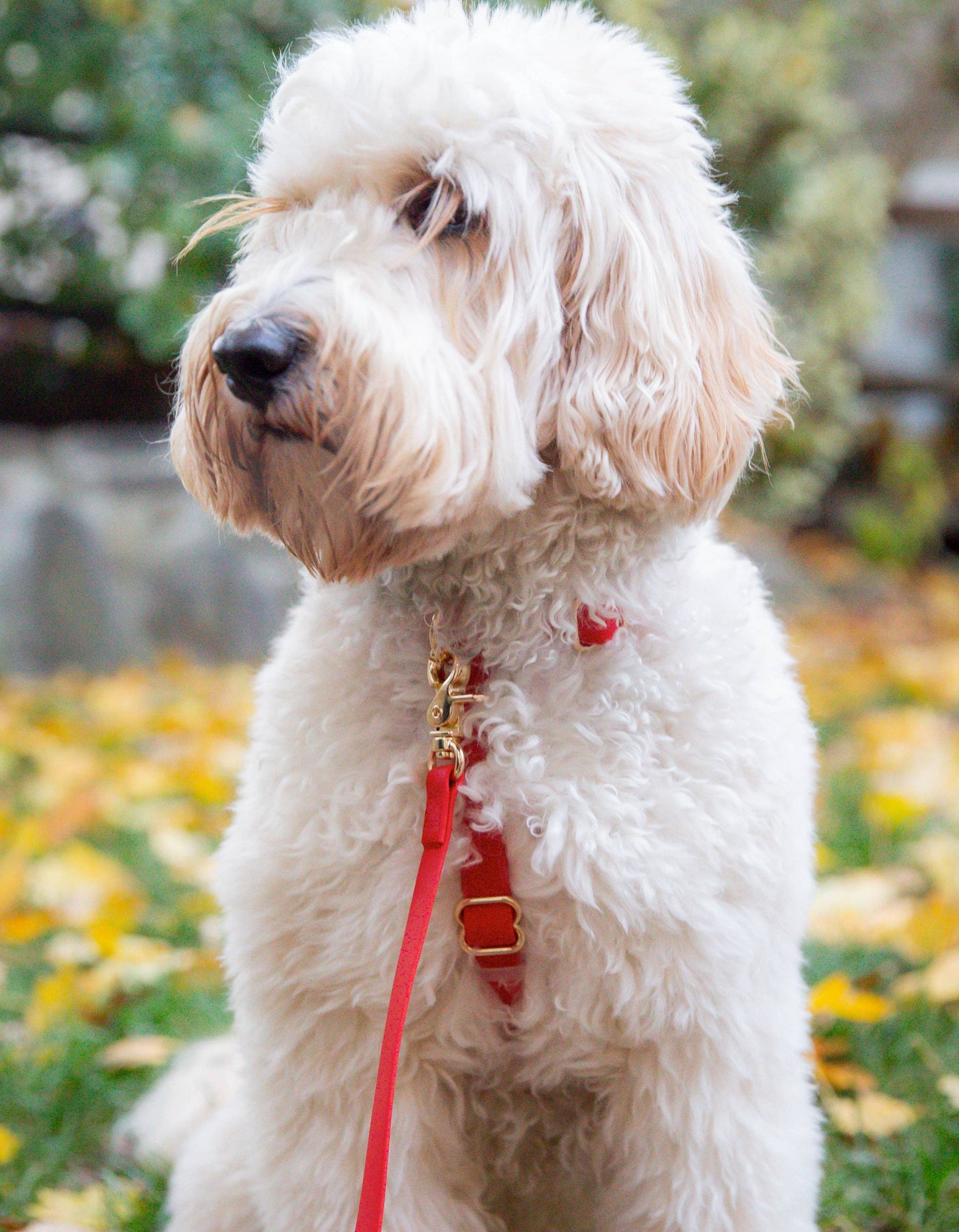 Cherry Red Cloud Lite Dog Harness