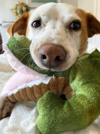 Tall Tails Crunch Plush Gator Dog Toy - 15"