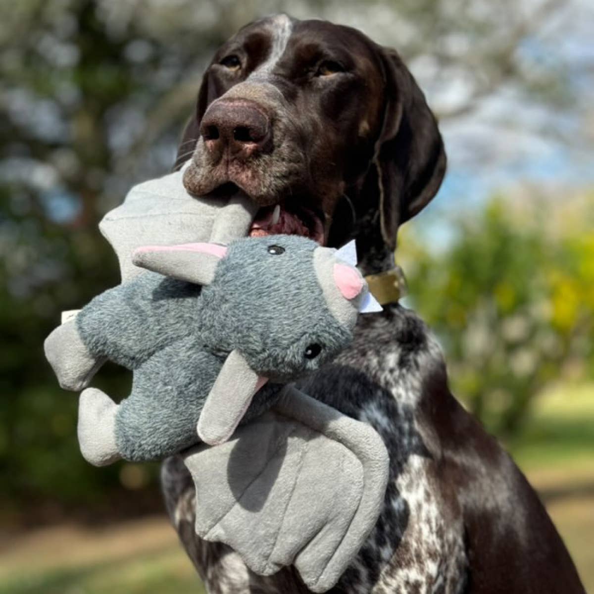 Bat Fling and Fetch Toy for Dogs