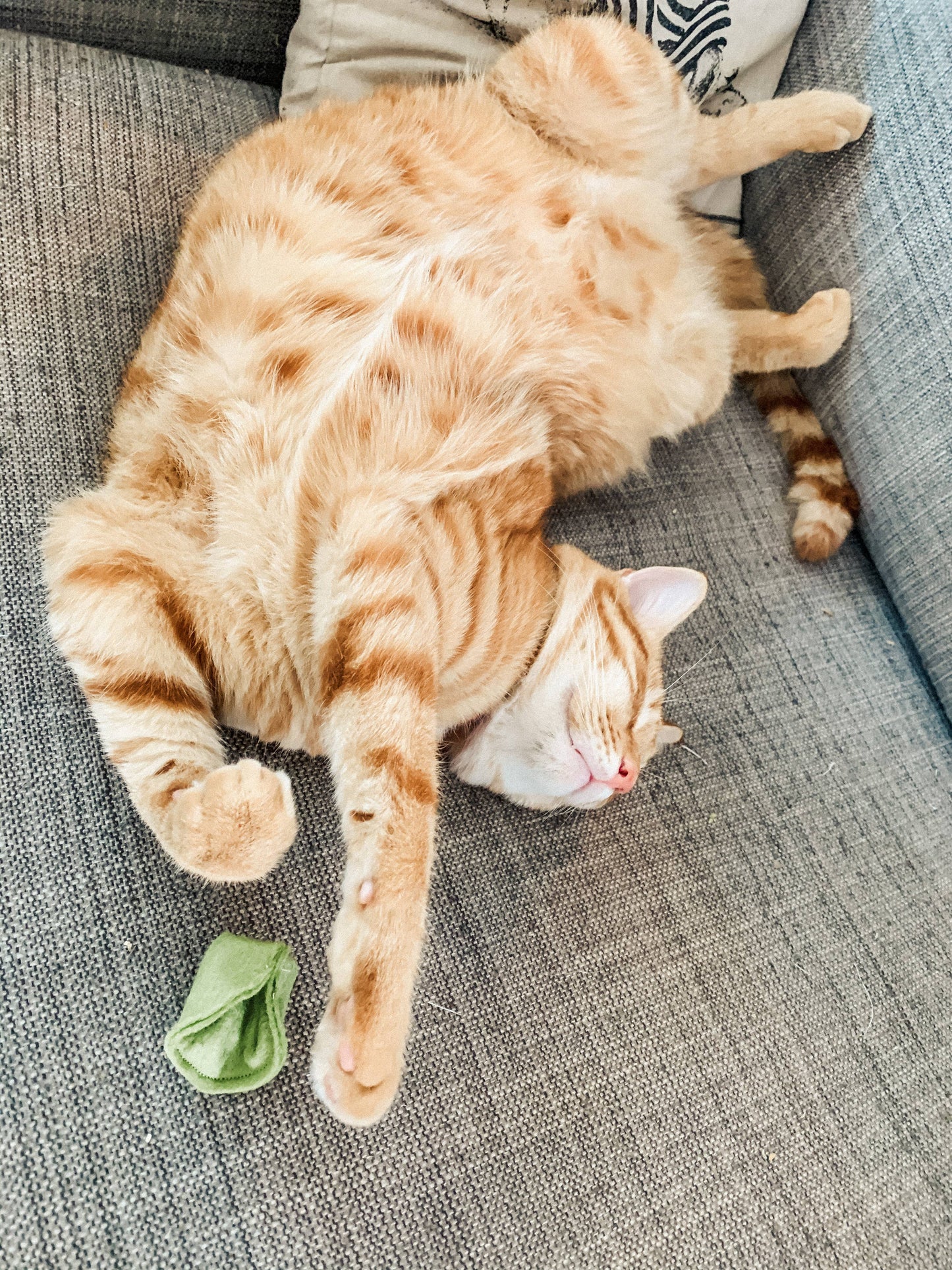 Organic catnip tortellini (Set of 3)