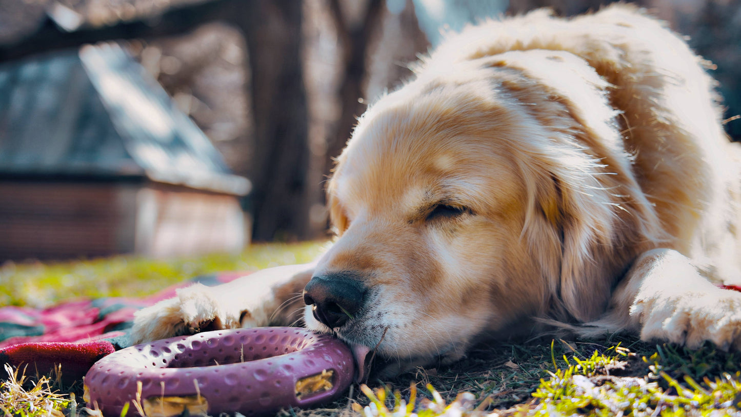 GOAT Sport Ring Dog Toy - Large
