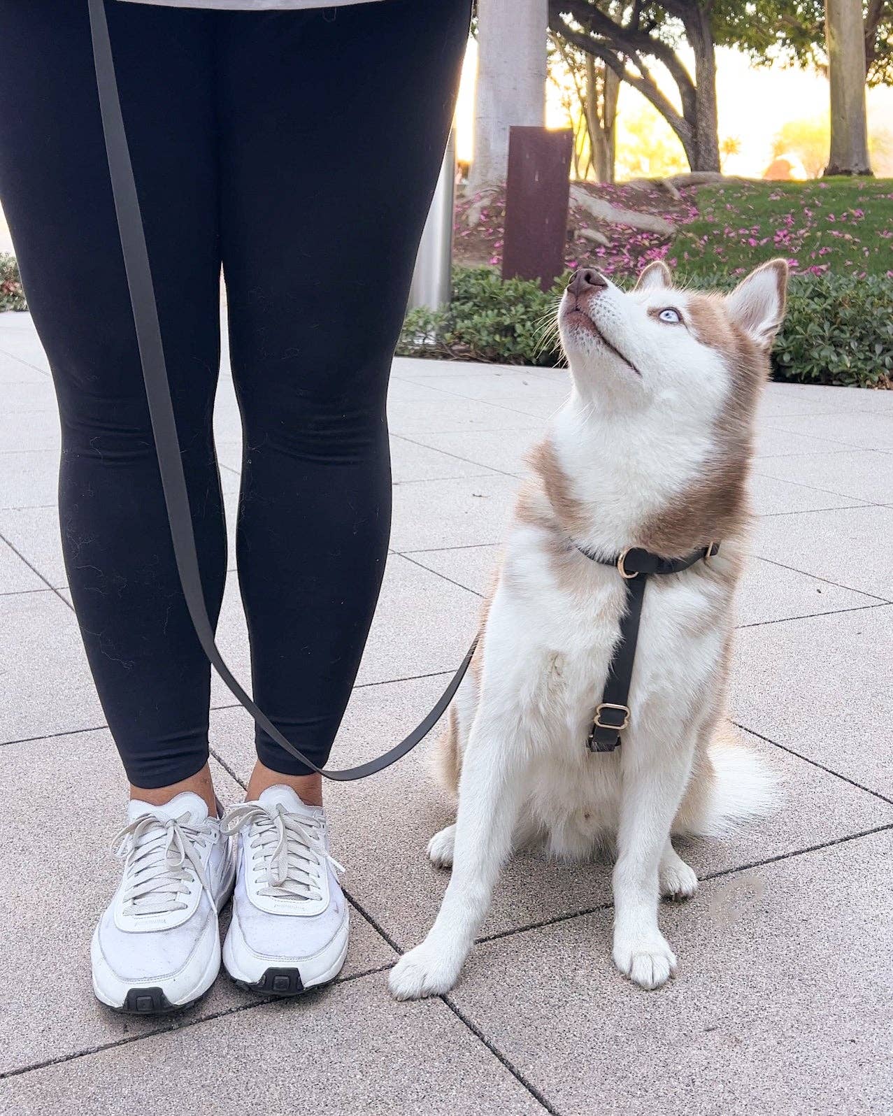 Ember Black Cloud Lite Dog Harness