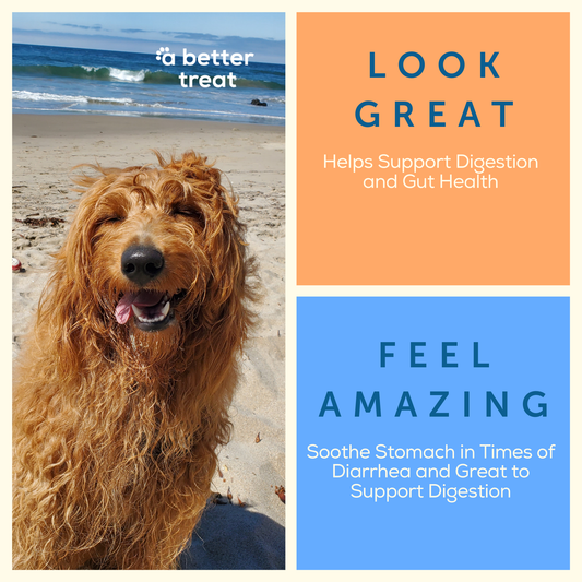 Organic Freeze Dried Pumpkin Dog and Cat Treats: Standard 1 Pack
