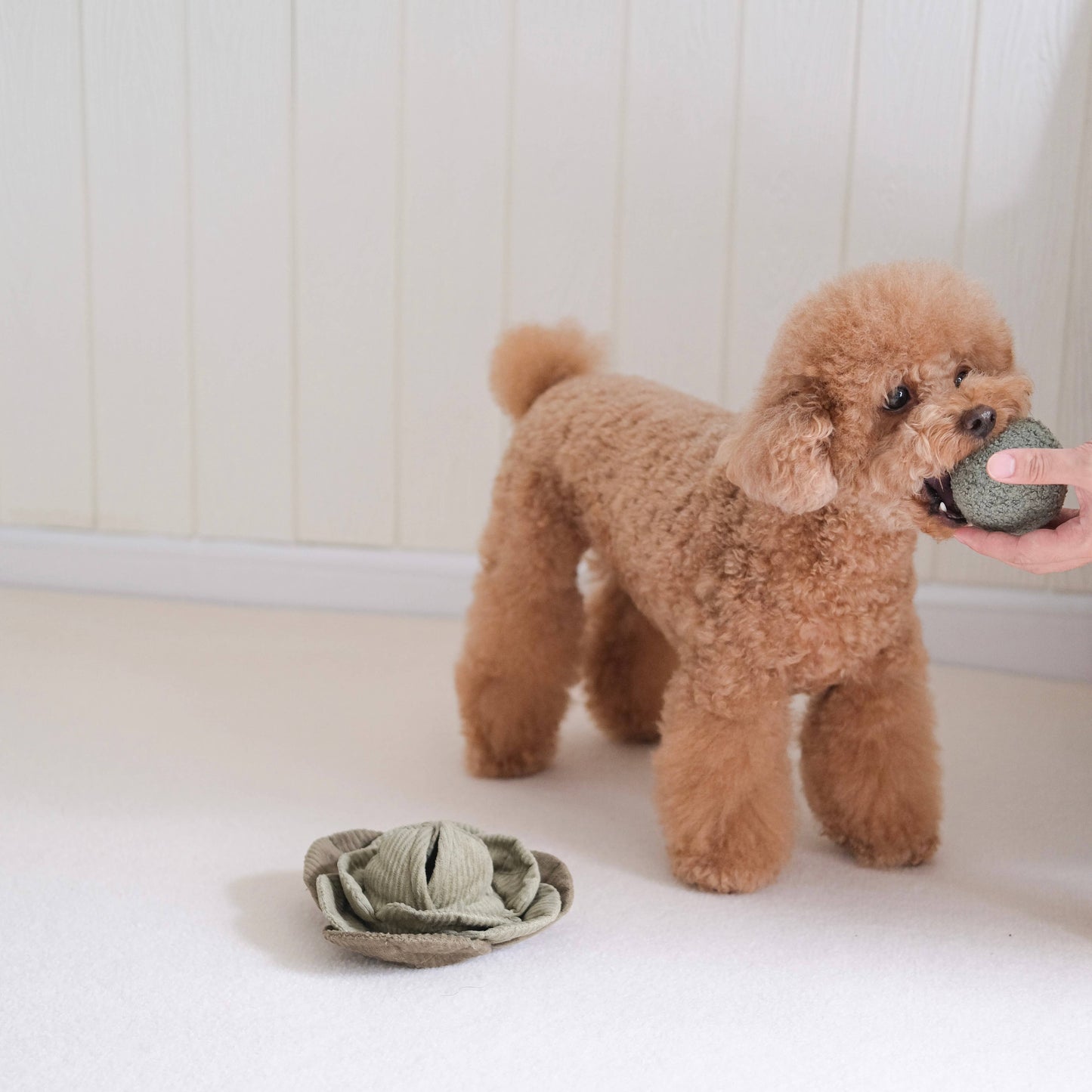 CABBAGE POP//ENRICHMENT DOG TOY: Green / Large