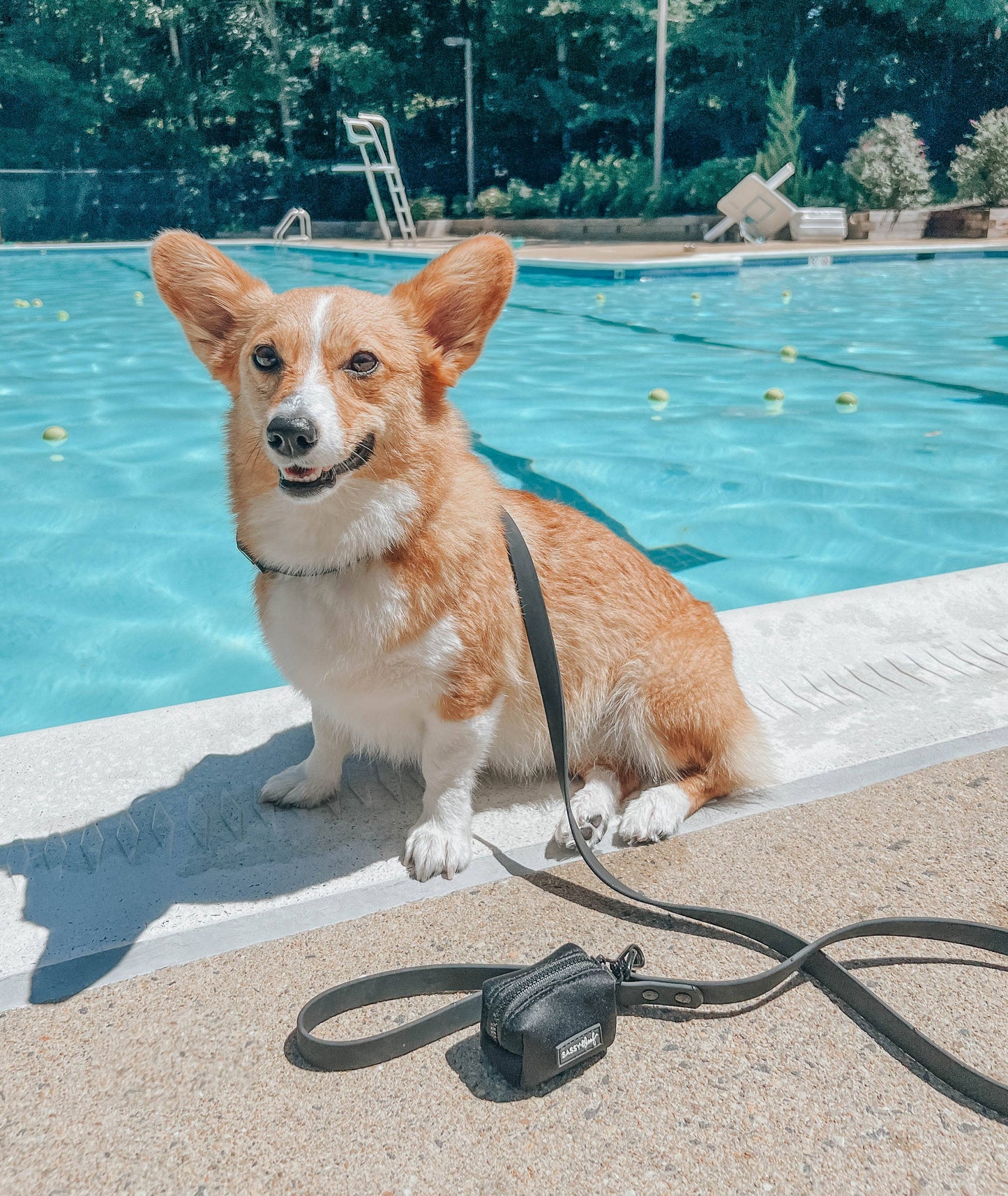 Waterproof Dog Leash - Black