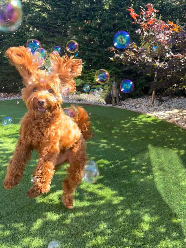 BBQ Beef Bubbles for pets