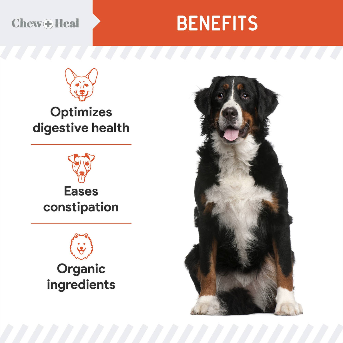 Organic Pumpkin Powder Blend, Digestive Defense for Dogs
