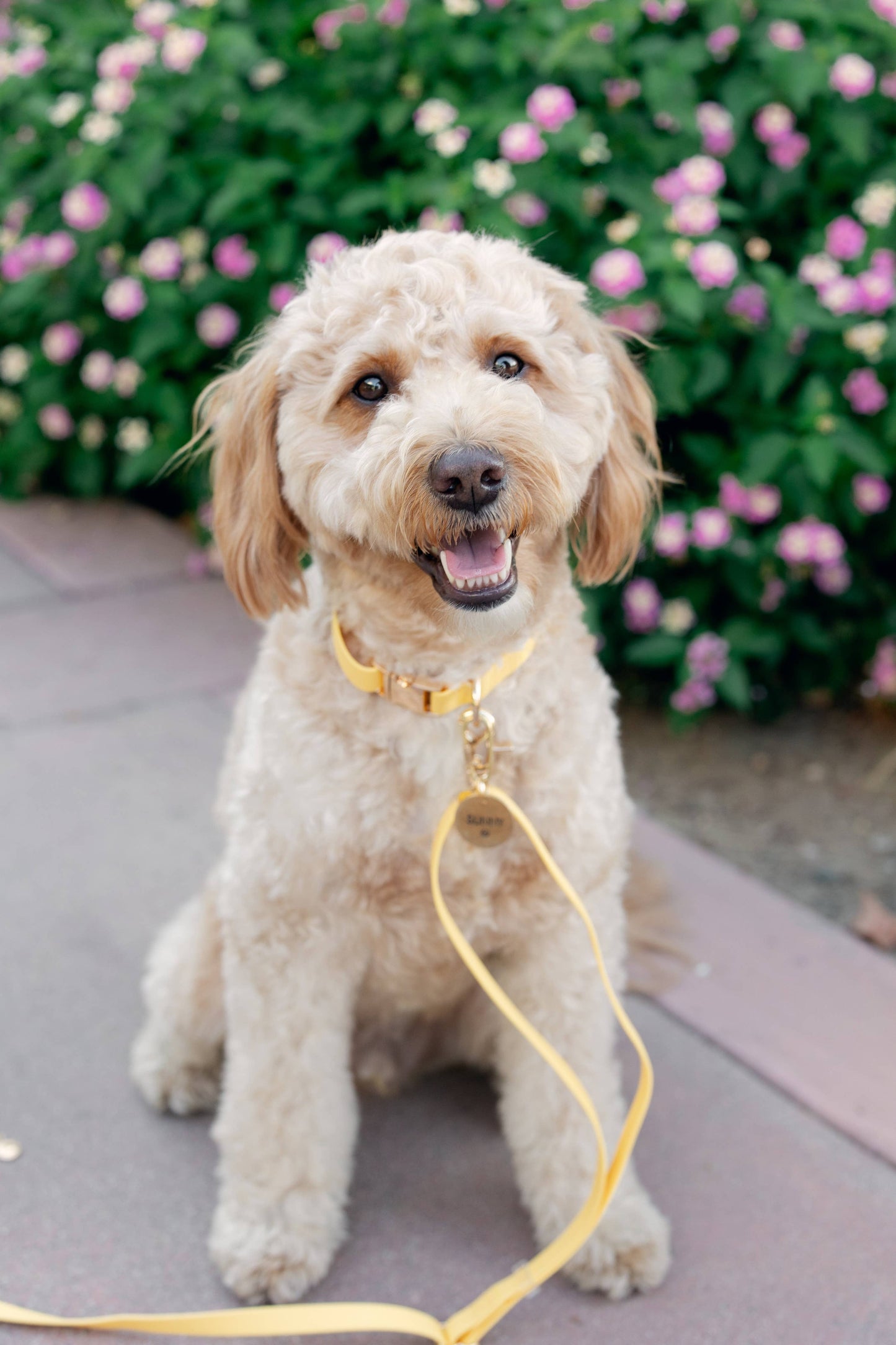 Dandelion Yellow Waterproof Dog Collar