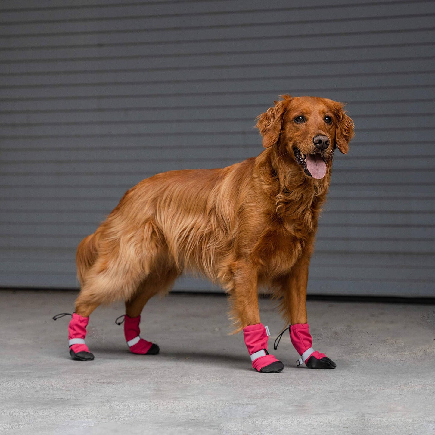 Soft Shield Boots- Dog Boots