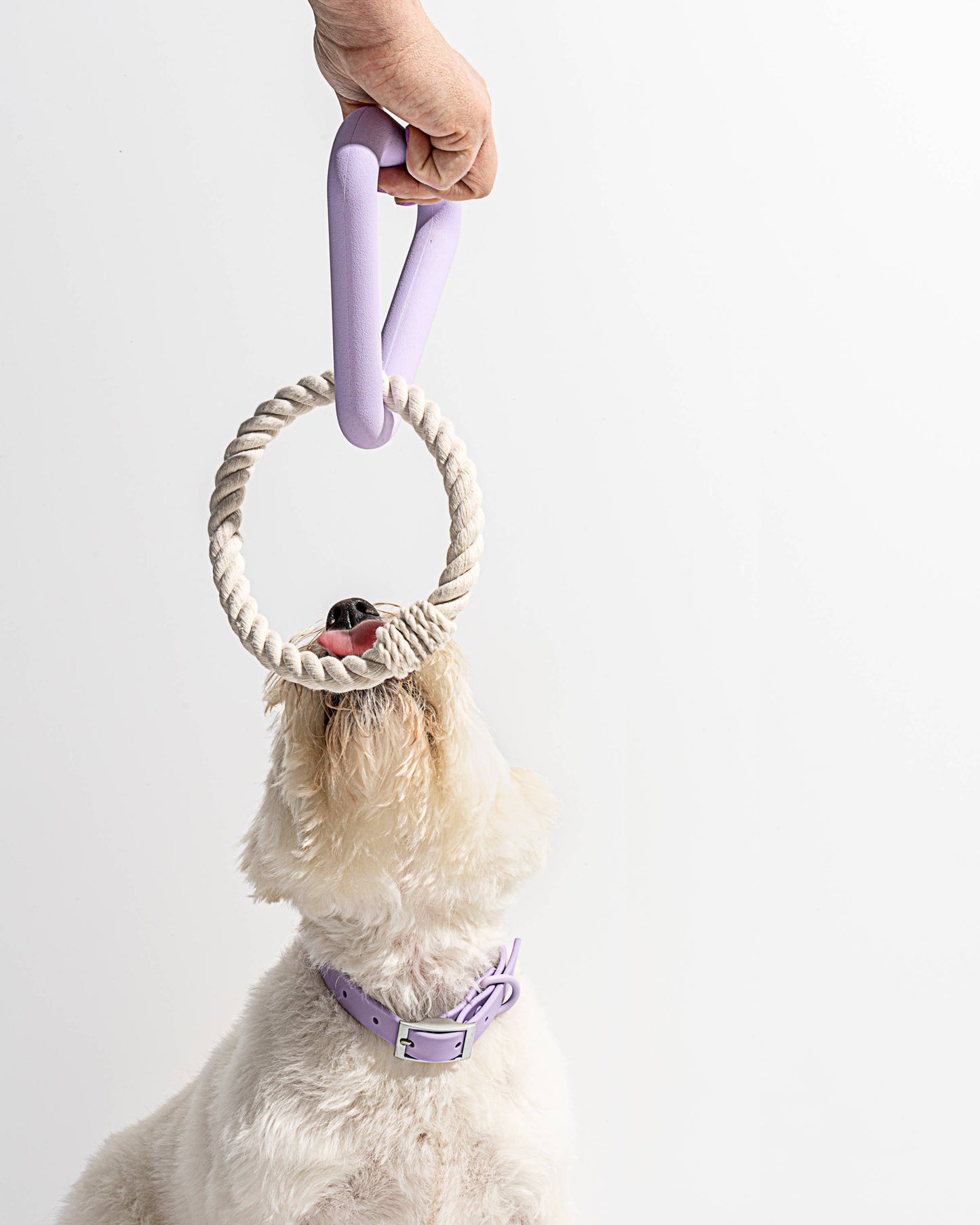 Triangle Tug Dog Chew Toy: STANDARD / Blue