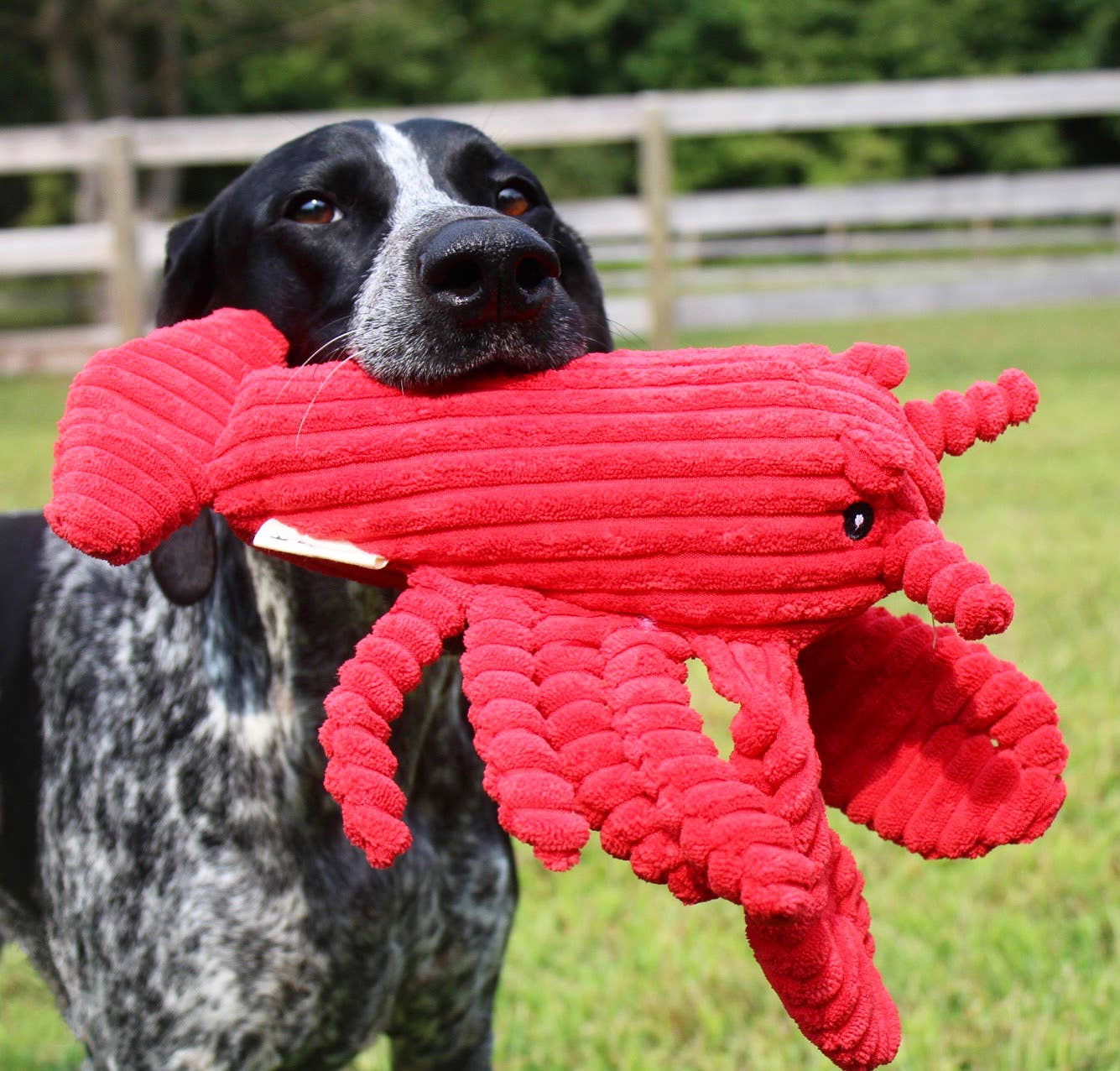 Tall Tails Crunch Plush Lobster Dog Toy - 14"