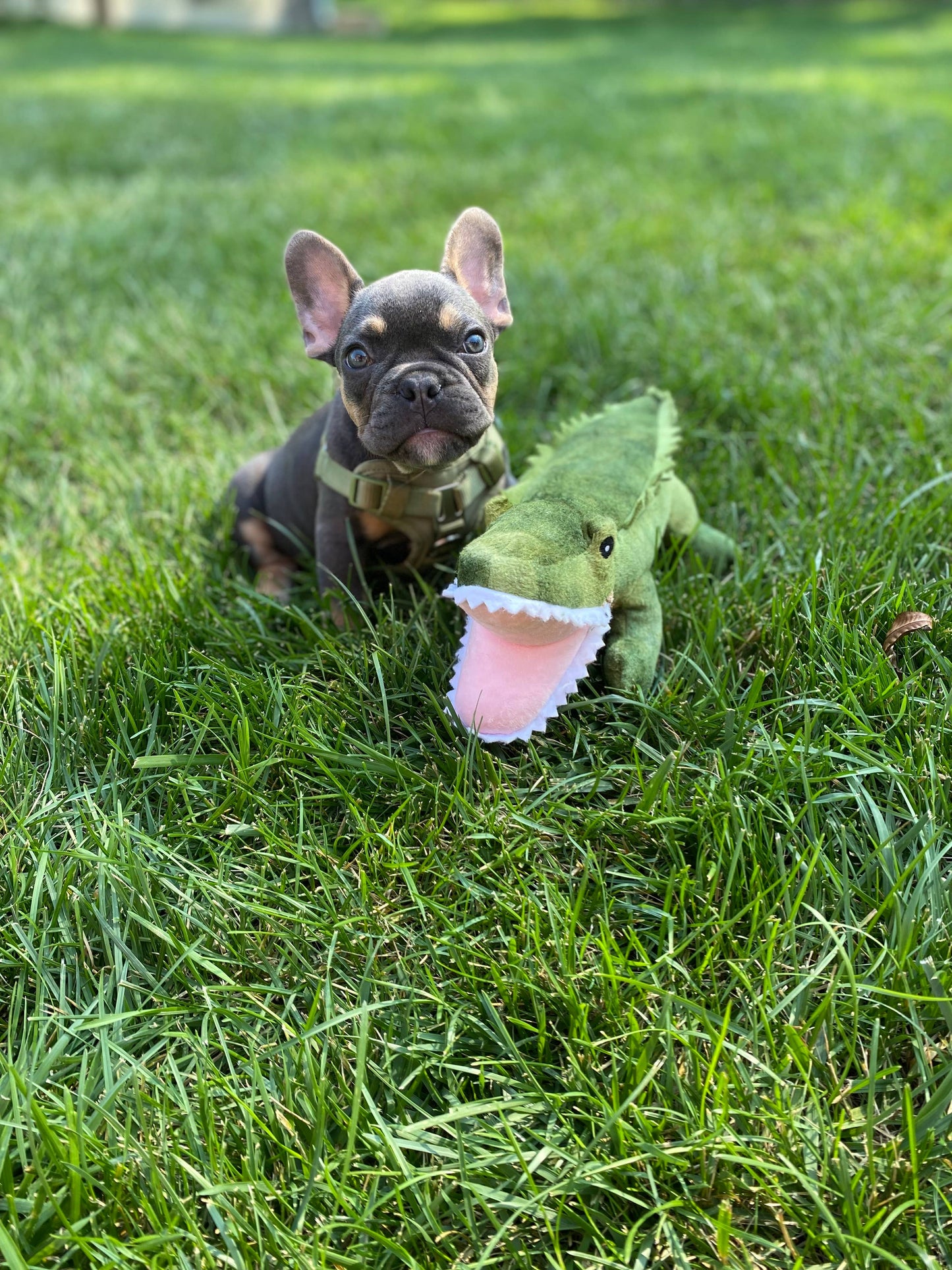 Tall Tails Crunch Plush Gator Dog Toy - 15"