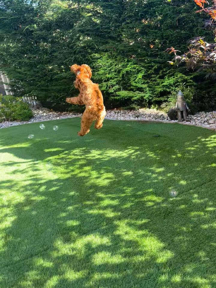 BBQ Beef Bubbles for pets
