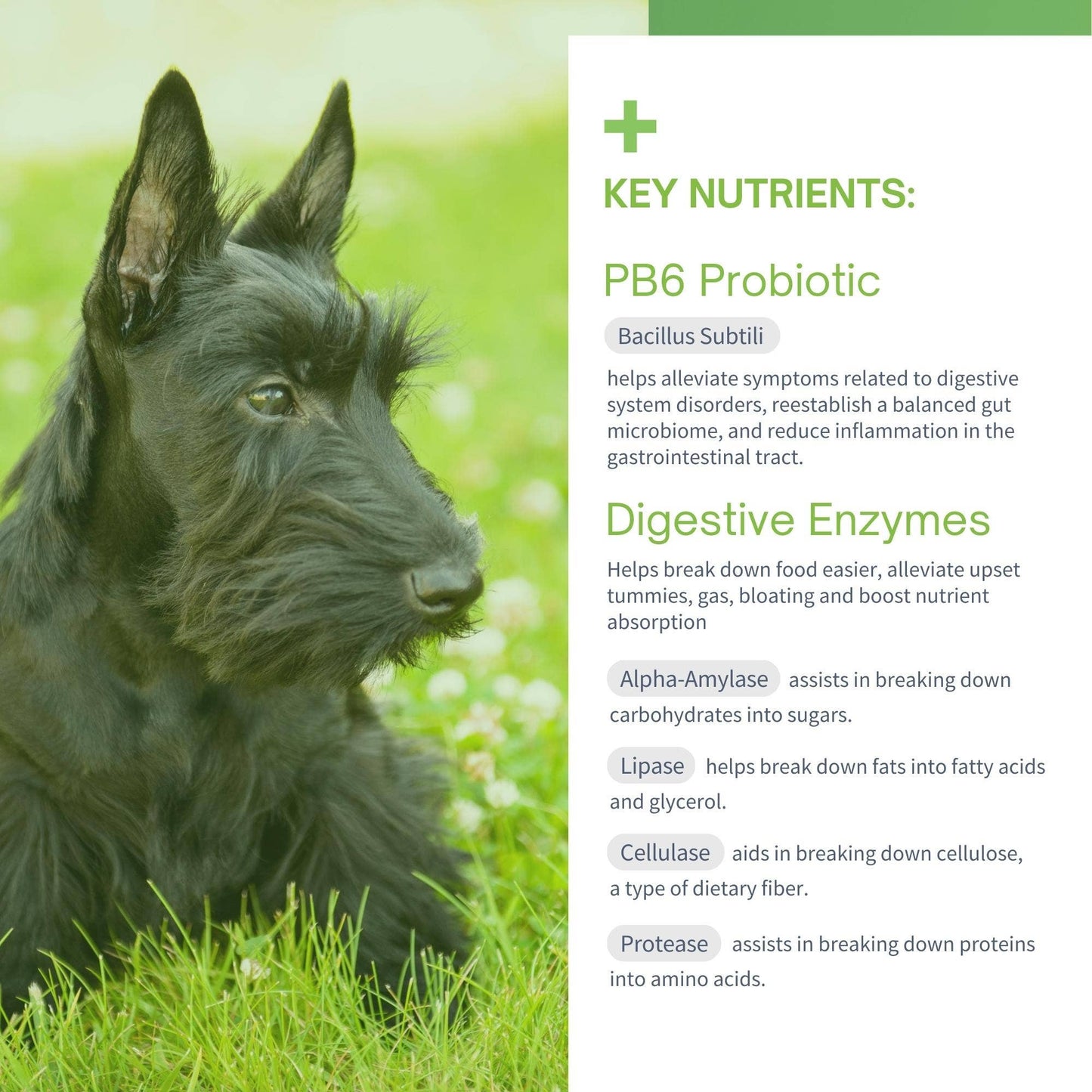 Advanced Probiotics & Digestive Enzymes Soft Chews for Dogs