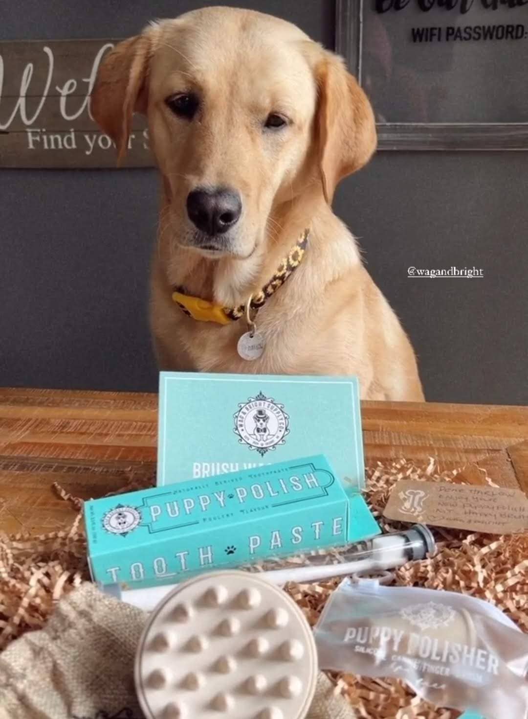 Puppy Polisher Shampoo Brush