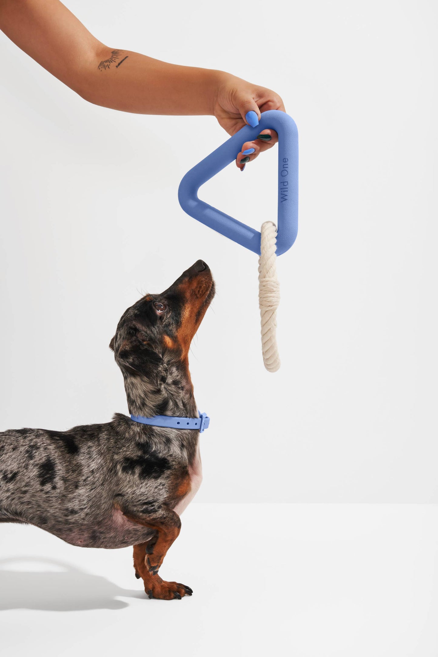 Triangle Tug Dog Chew Toy: STANDARD / Blue