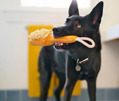 Bark N' Bristles