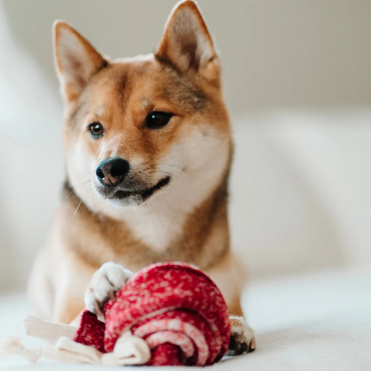 LOLLIPOP//ENRICHMENT DOG TOY