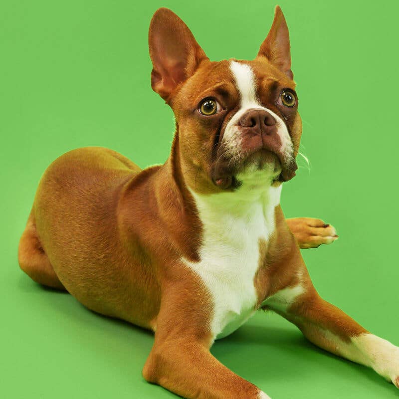 New Zealand Green Mussel Powder for Dogs - Pet Supplement