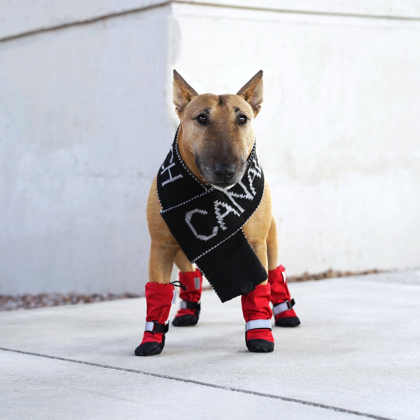 Soft Shield Boots- Dog Boots