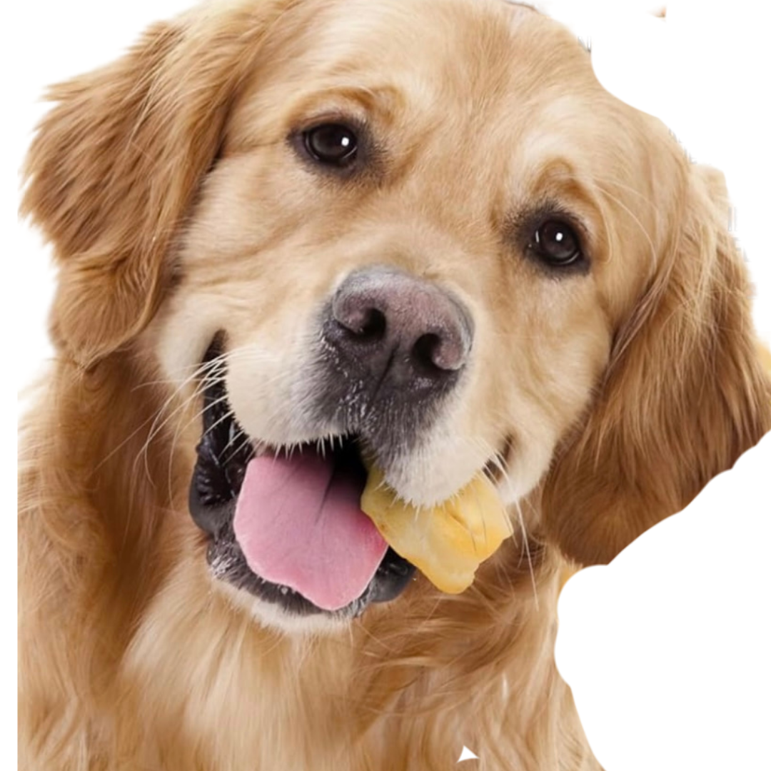 Pig Snout 4 Pack - Natural dog chew