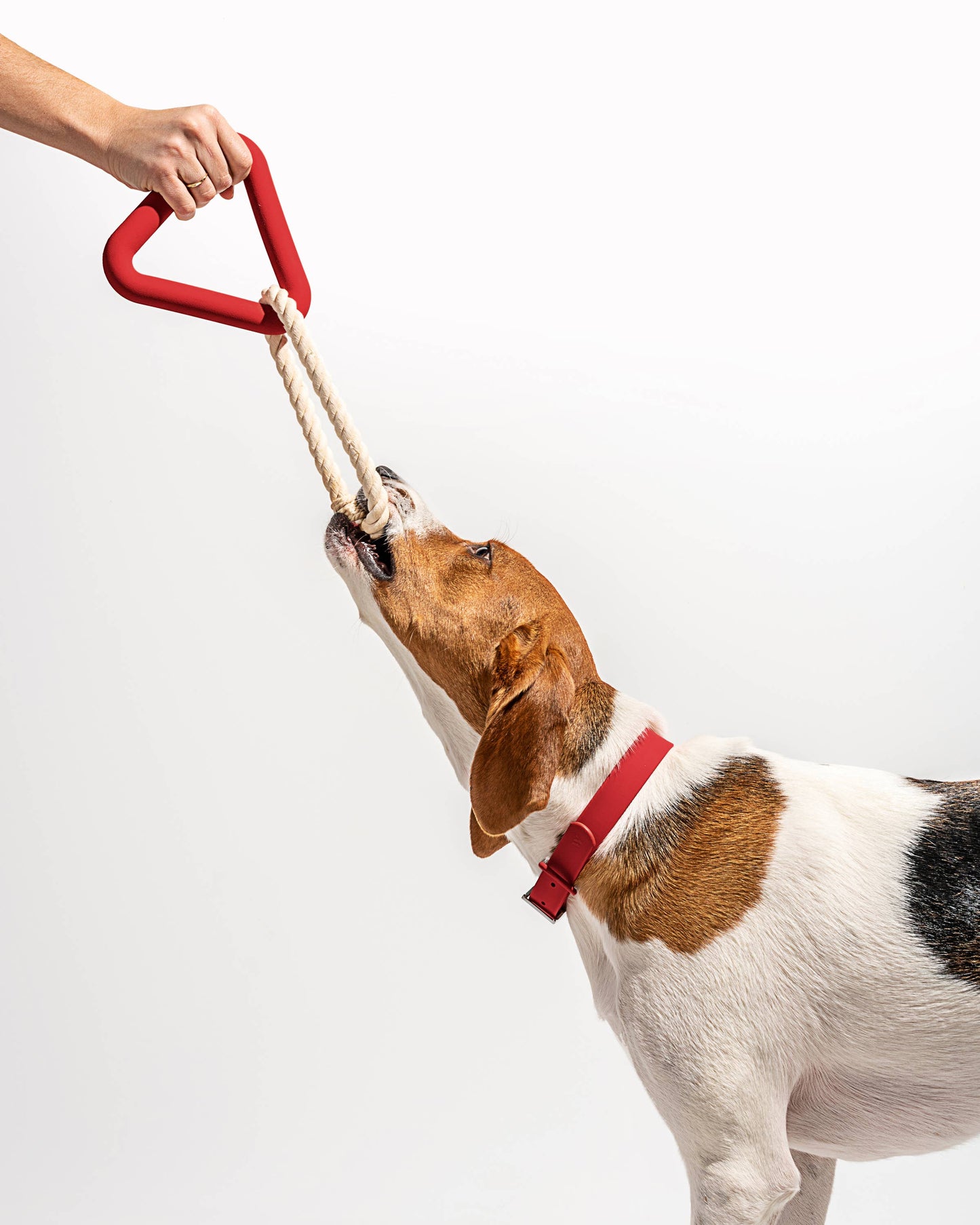 Triangle Tug Dog Chew Toy: STANDARD / Blue