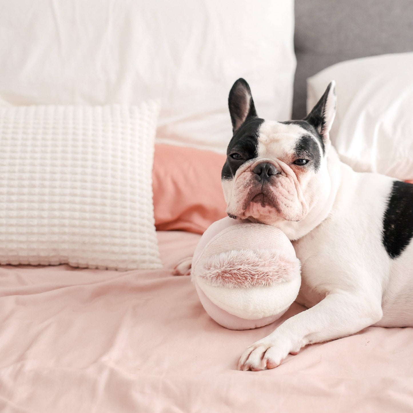 TOTO//ENRICHMENT DOG TOY: MARINE