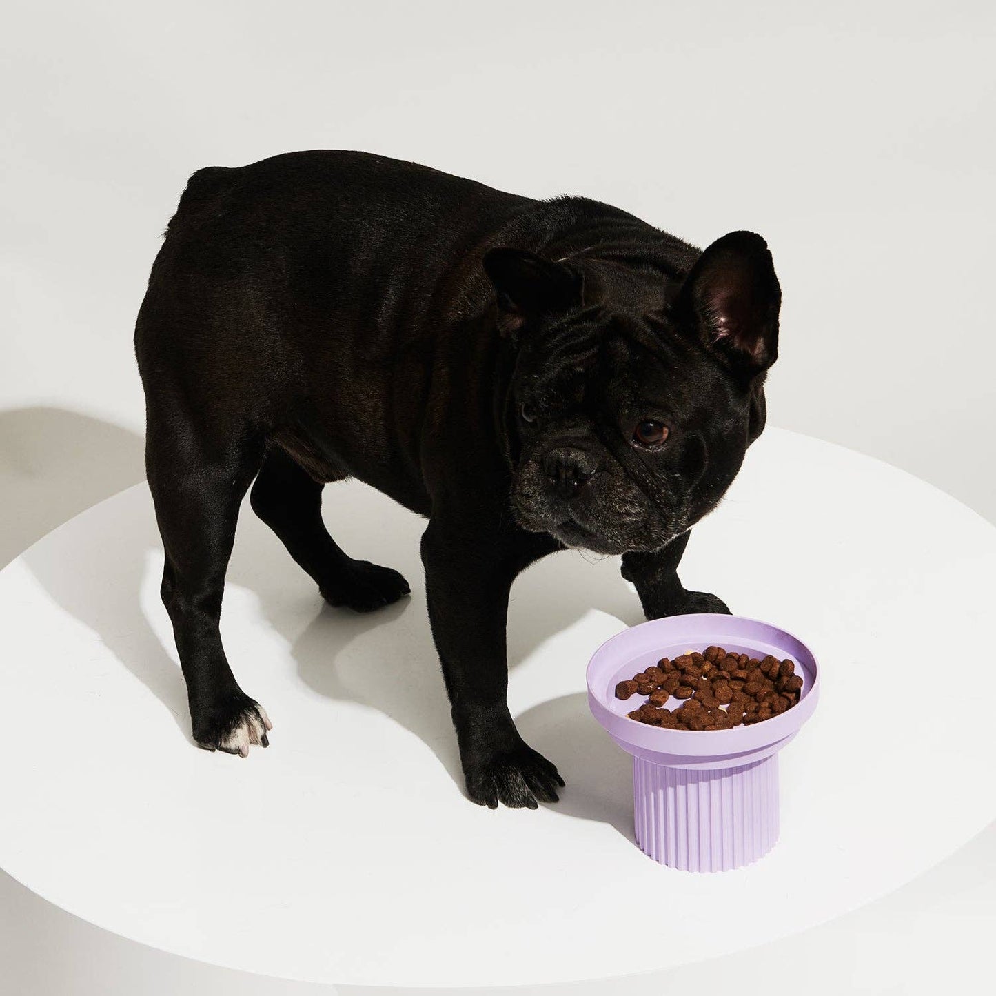 Teeth Party Elevated Feeders: Teeth Party Bowl / Ultra Violet