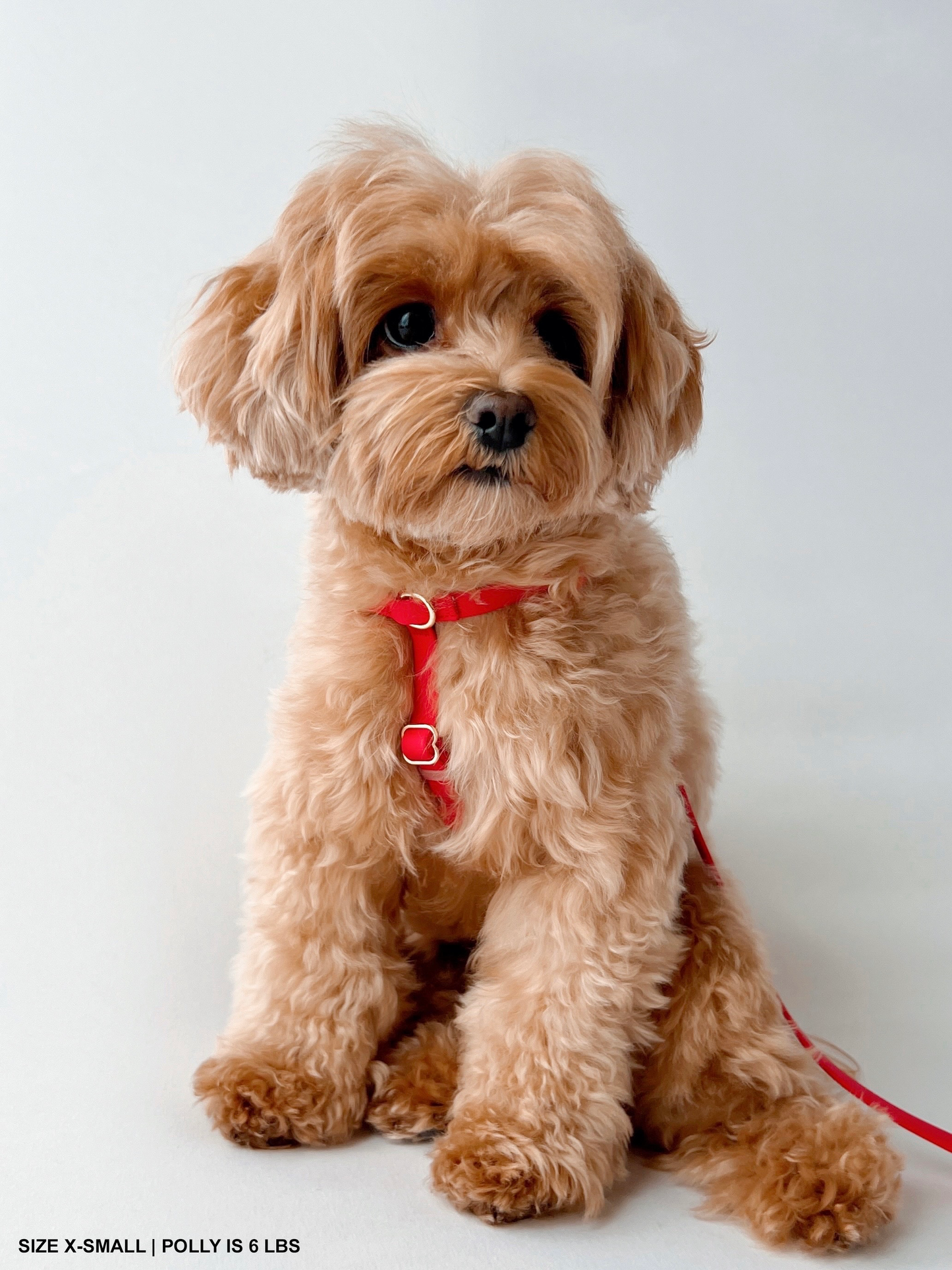 Cherry Red Cloud Lite Dog Harness
