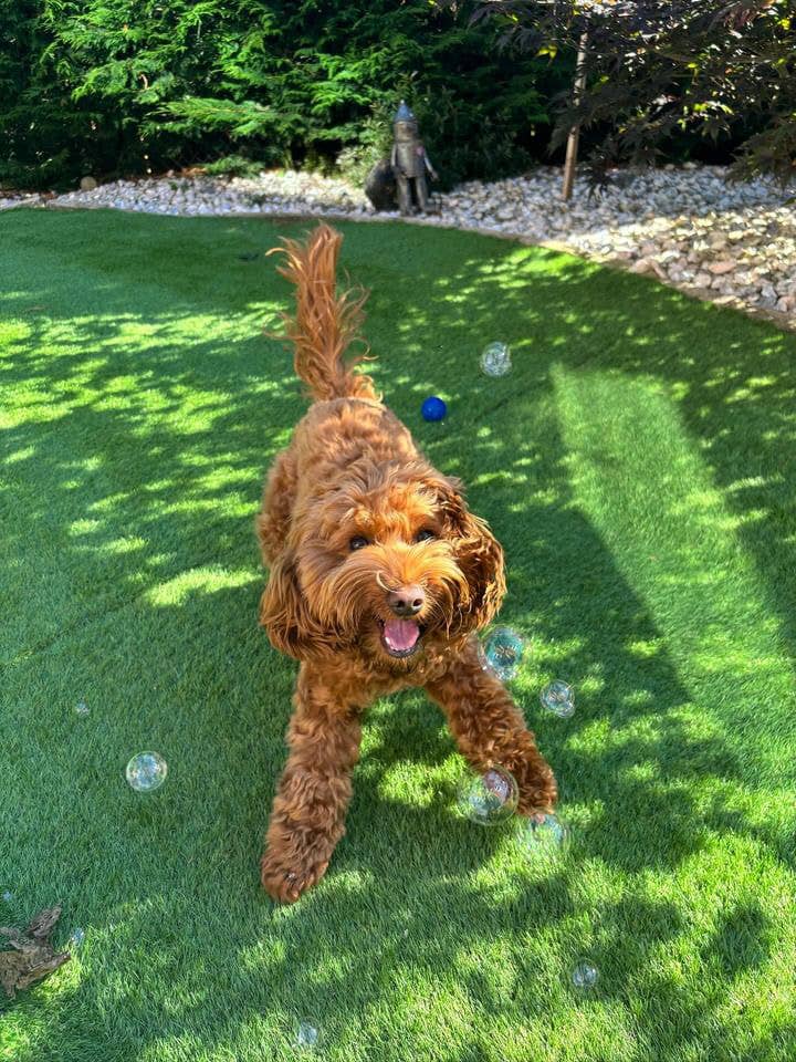 BBQ Beef Bubbles for pets