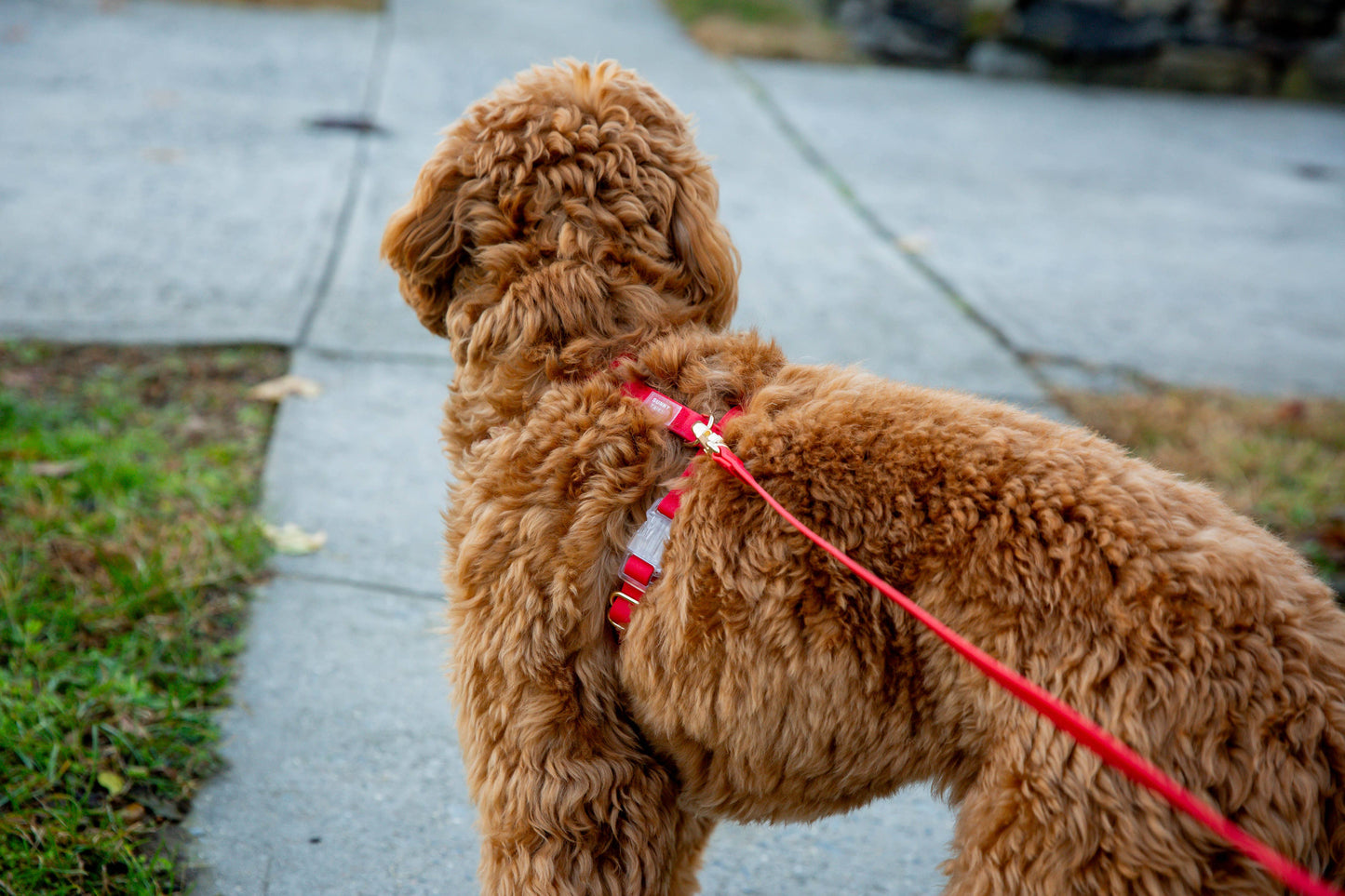 Cherry Red Cloud Lite Dog Harness
