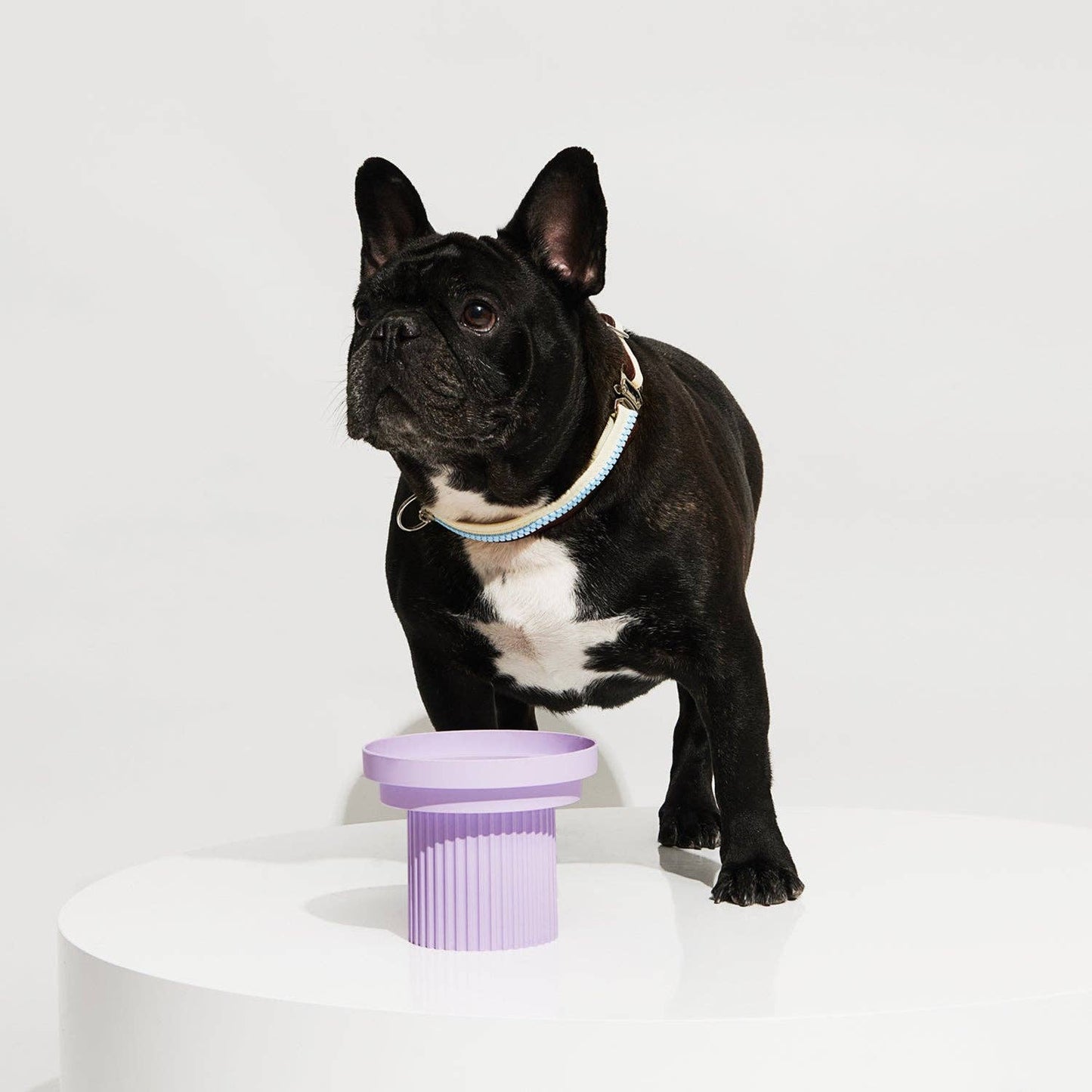 Teeth Party Elevated Feeders: Teeth Party Bowl / Ultra Violet