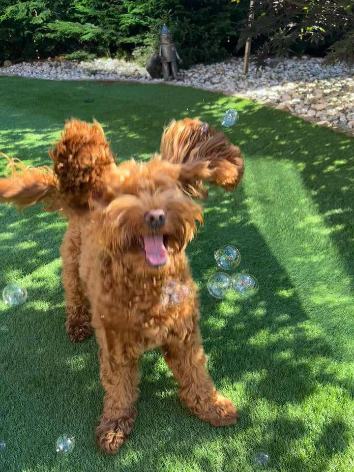 BBQ Beef Bubbles for pets