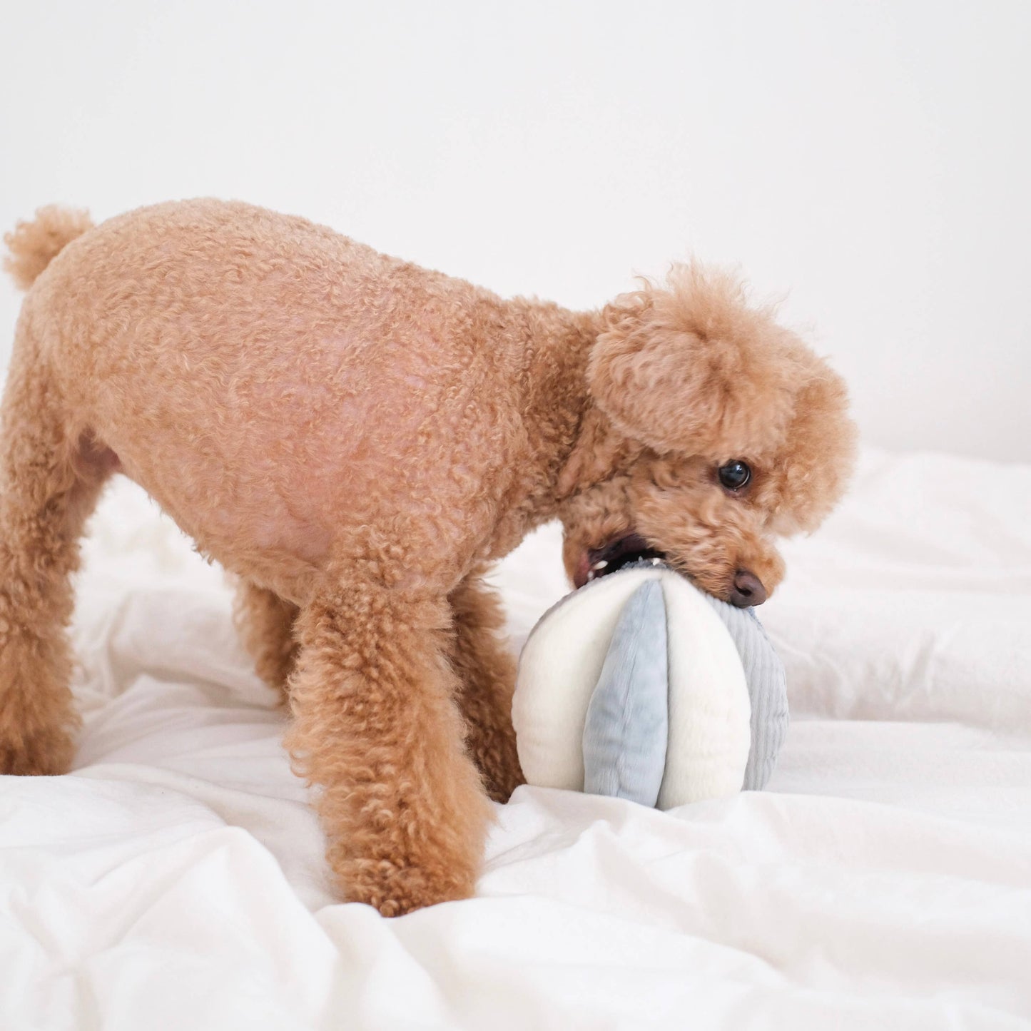 TOTO//ENRICHMENT DOG TOY: MARINE