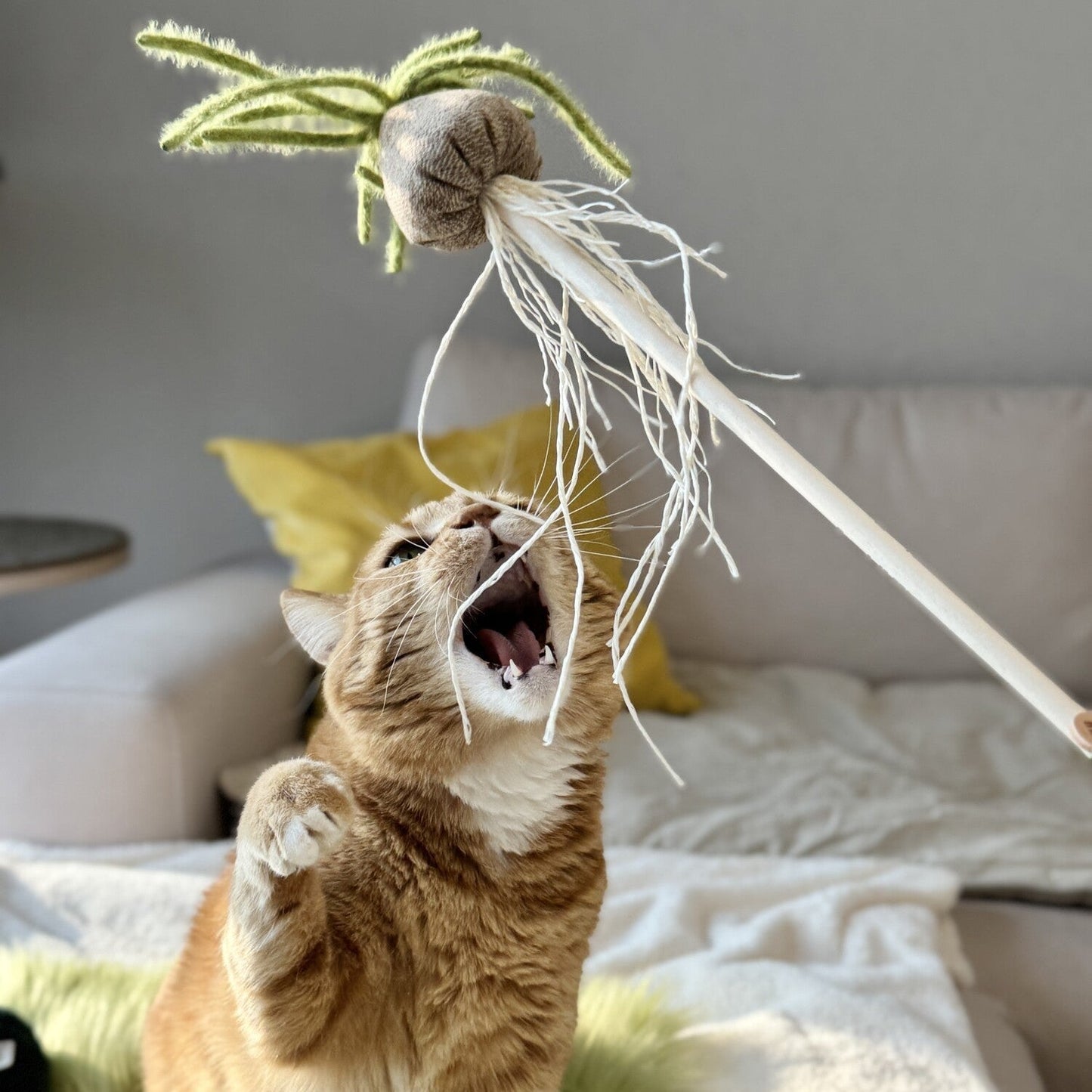 Albuca Wand