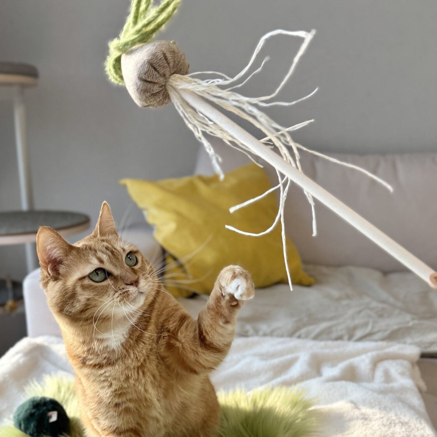 Albuca Wand