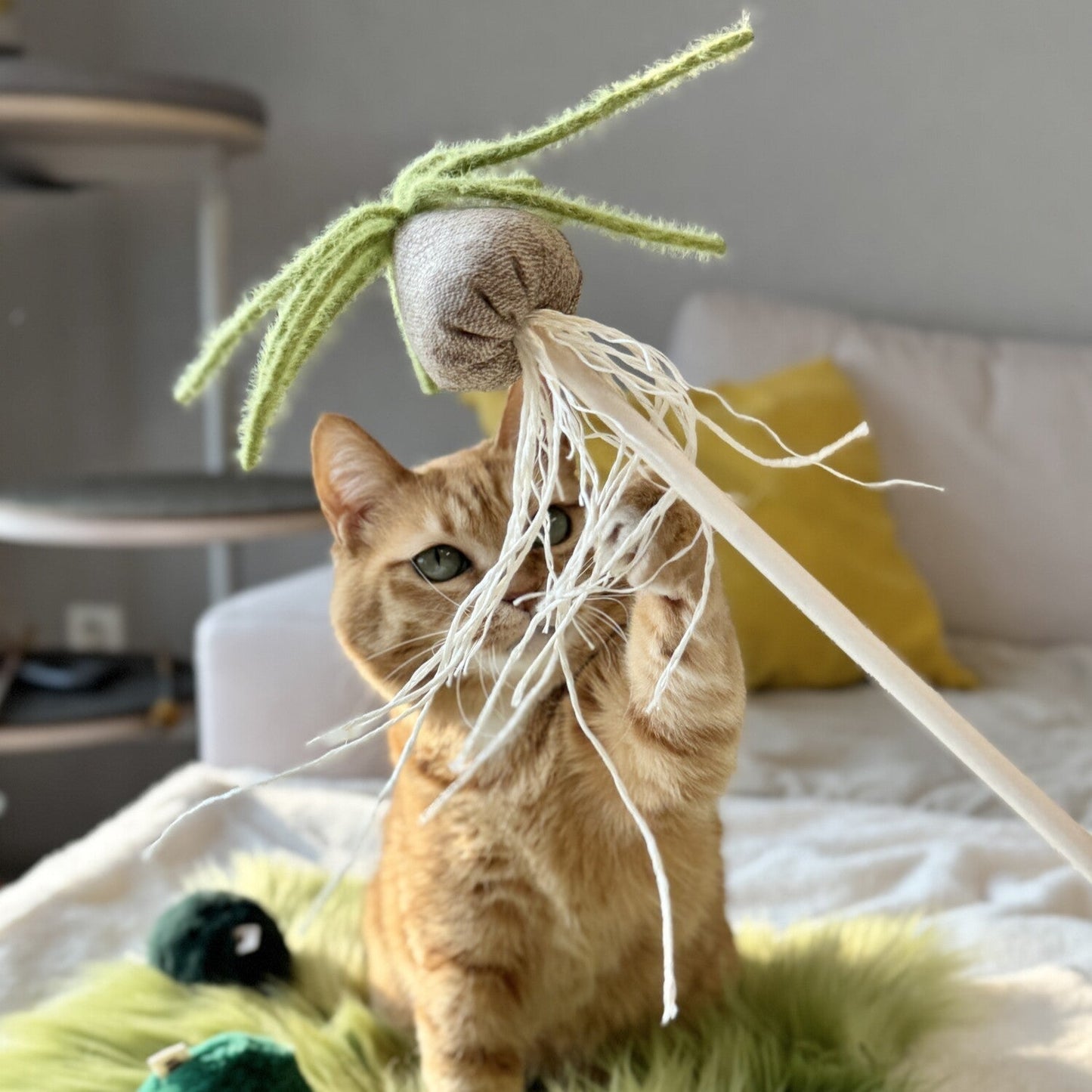 Albuca Wand